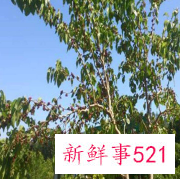 镇宅招财旺人的树