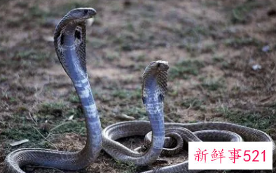 梦见死蛇是什么征兆