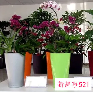 办公室鲜花应该怎么摆放