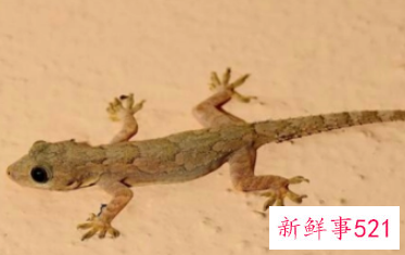 做梦壁虎掉身上有什么说法