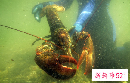 英国禁止活煮龙虾螃蟹吗