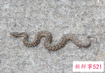 梦见害怕蛇是什么意思