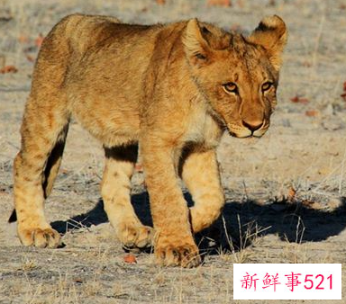 梦见白色狮子是什么意思