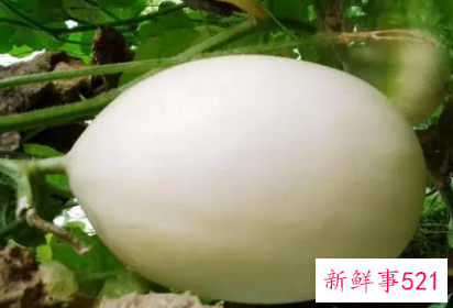 香瓜和甜瓜的区别