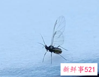 梦见小飞虫往我身上飞是什么预兆