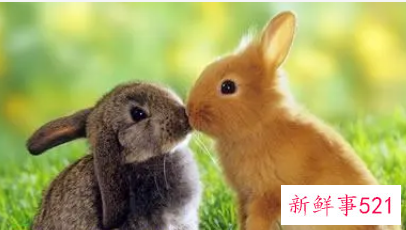 属兔男喜欢女人部位