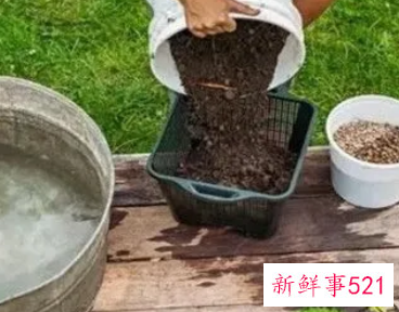 塘泥可以种菜吗