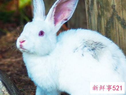 如何让属兔女生主动跟你聊天