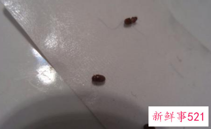 屋里有小虫子怎么办