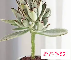 多肉植物多久浇水一次