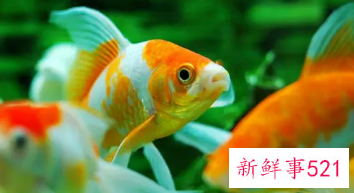 养鱼有哪些风水禁忌呢