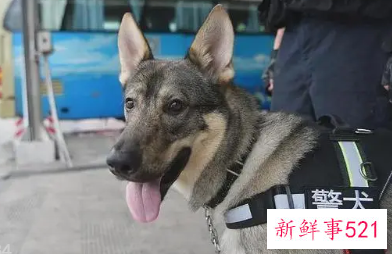 退役的警犬怎么领养