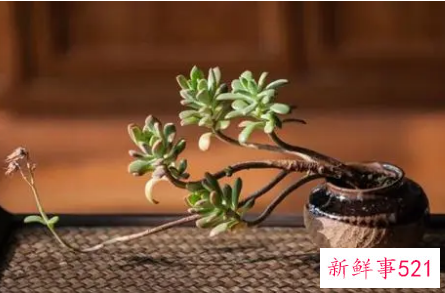 认清真正的慢生活