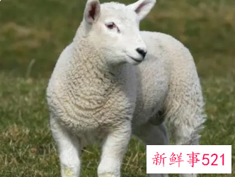 91年属羊多少岁结婚好