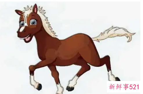 属马的运气如何