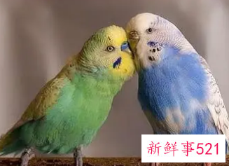 怎样跟鹦鹉表示友好