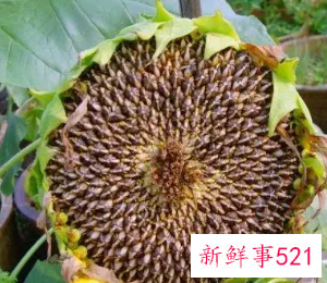 梦见向日葵是胎梦吗