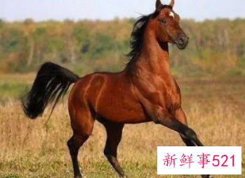 2022年虎年属马人的全年运势