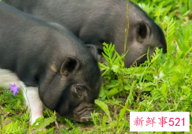 属猪最命苦出生日期是什么时候