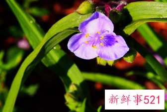 兰花的形态是怎样的