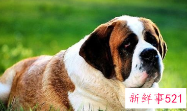 圣伯纳犬体味程度