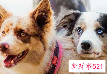 梦见两条狗狗是什么意思