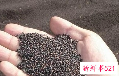 菜籽出油率有多少