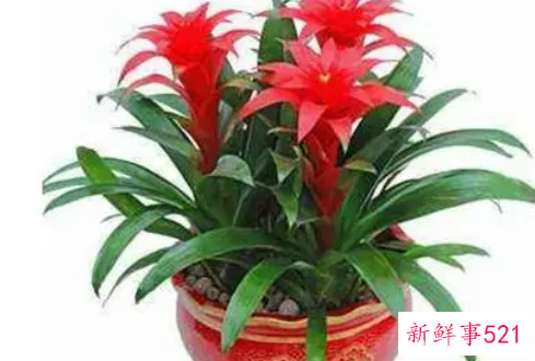 店门口放什么旺财