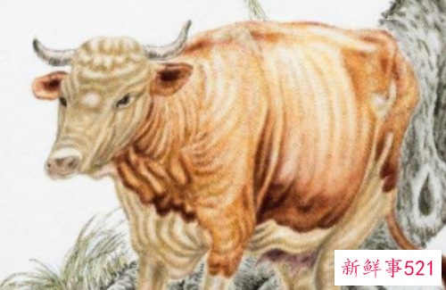 世上最好老公是什么生肖