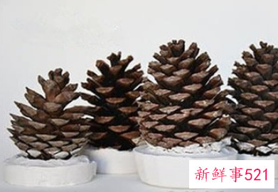 松果能做什么装饰品