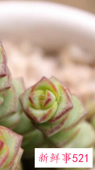 客厅摆放什么植物招财风水