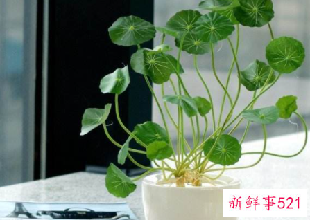 客厅摆什么植物最旺财