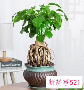 绿宝寓意是什么意思