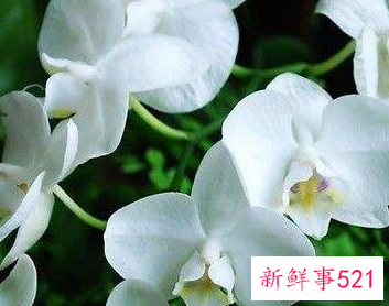 兰花的形态是怎样的