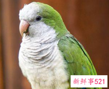 国内可以养的鹦鹉品种