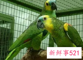 怎样跟鹦鹉表示友好