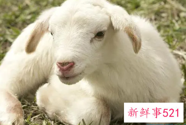 91年属羊多少岁结婚好