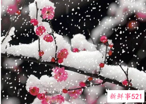 花中之魁是什么花