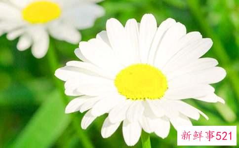 菊花泡水喝的副作用