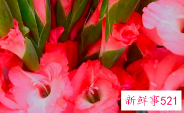 适合居家插的鲜花