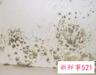 一楼发霉怎么处理方法