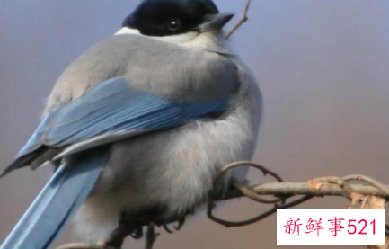 梦见一群喜鹊什么意思