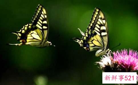 风衣腰带蝴蝶系法图解