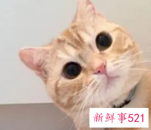 撒娇卖萌的意思