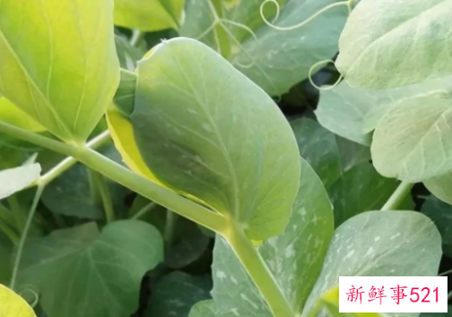 吃豌豆能减肥吗