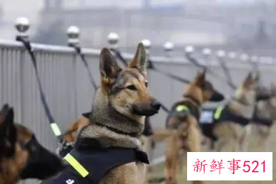 退役的警犬怎么领养