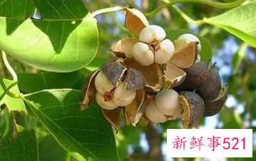 腊肠果的功效与作用