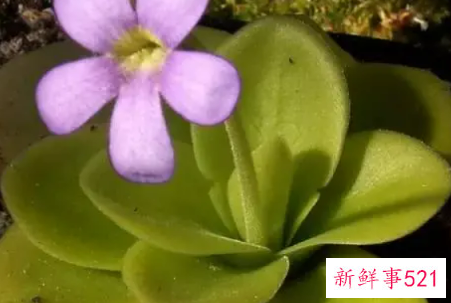 捕虫堇的养护要点