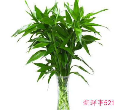 店门口放什么旺财