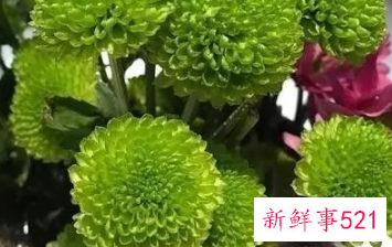 适合居家插的鲜花